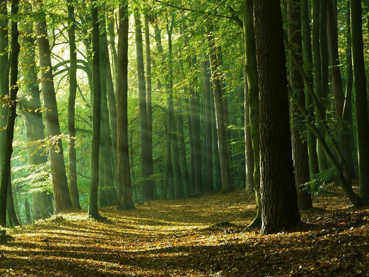 Waldschenke Stendenitz Uebernachten Im Wald Am See Neuruppin Eksteriør billede